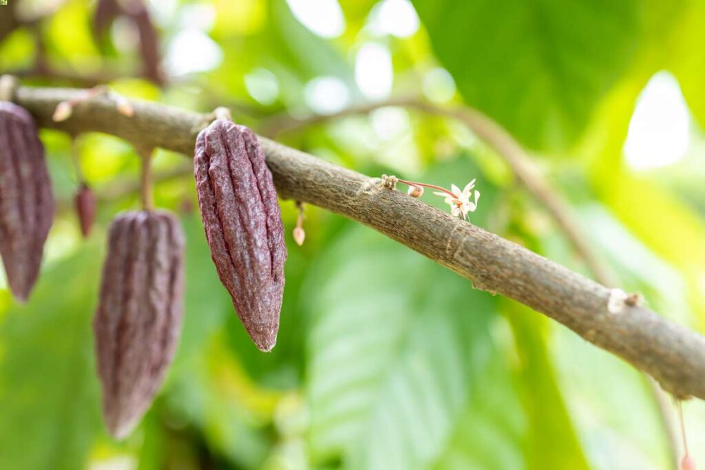Charakterystyka kakaowca